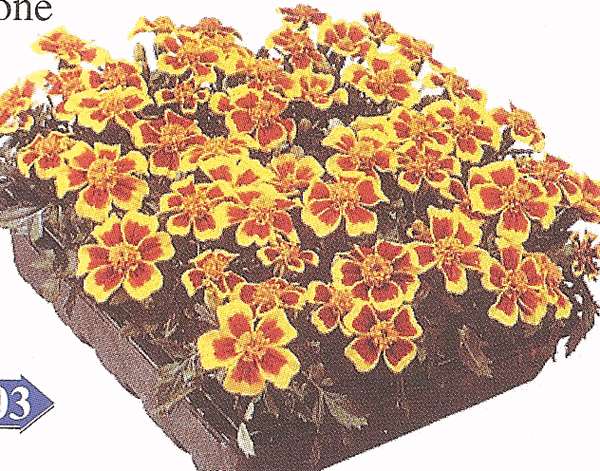 TAGETES DISCO MISCUGLIO 1000 SEMI